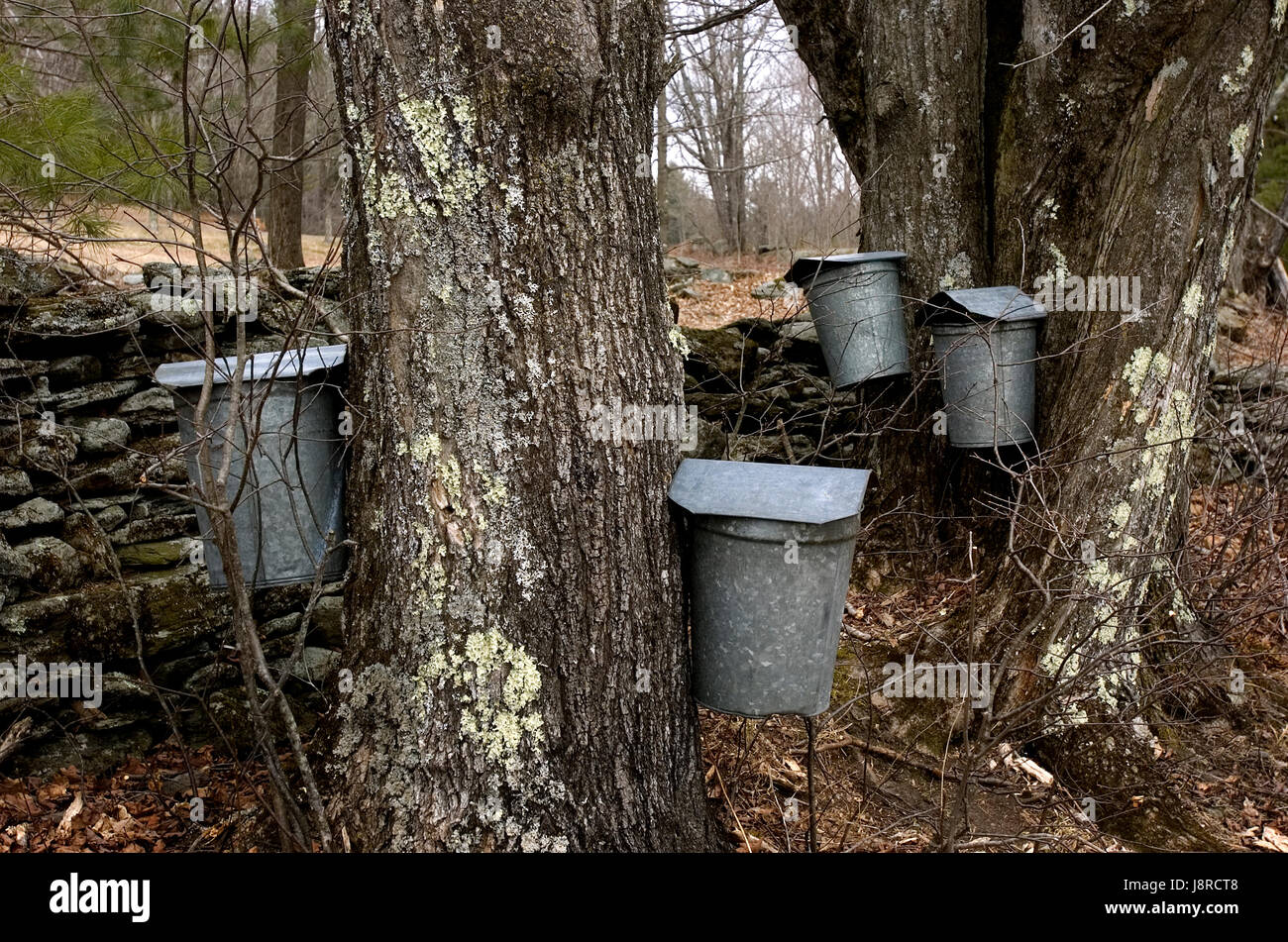Maple sap sammeln auf einer Farm in Vermont moretown. Stockfoto
