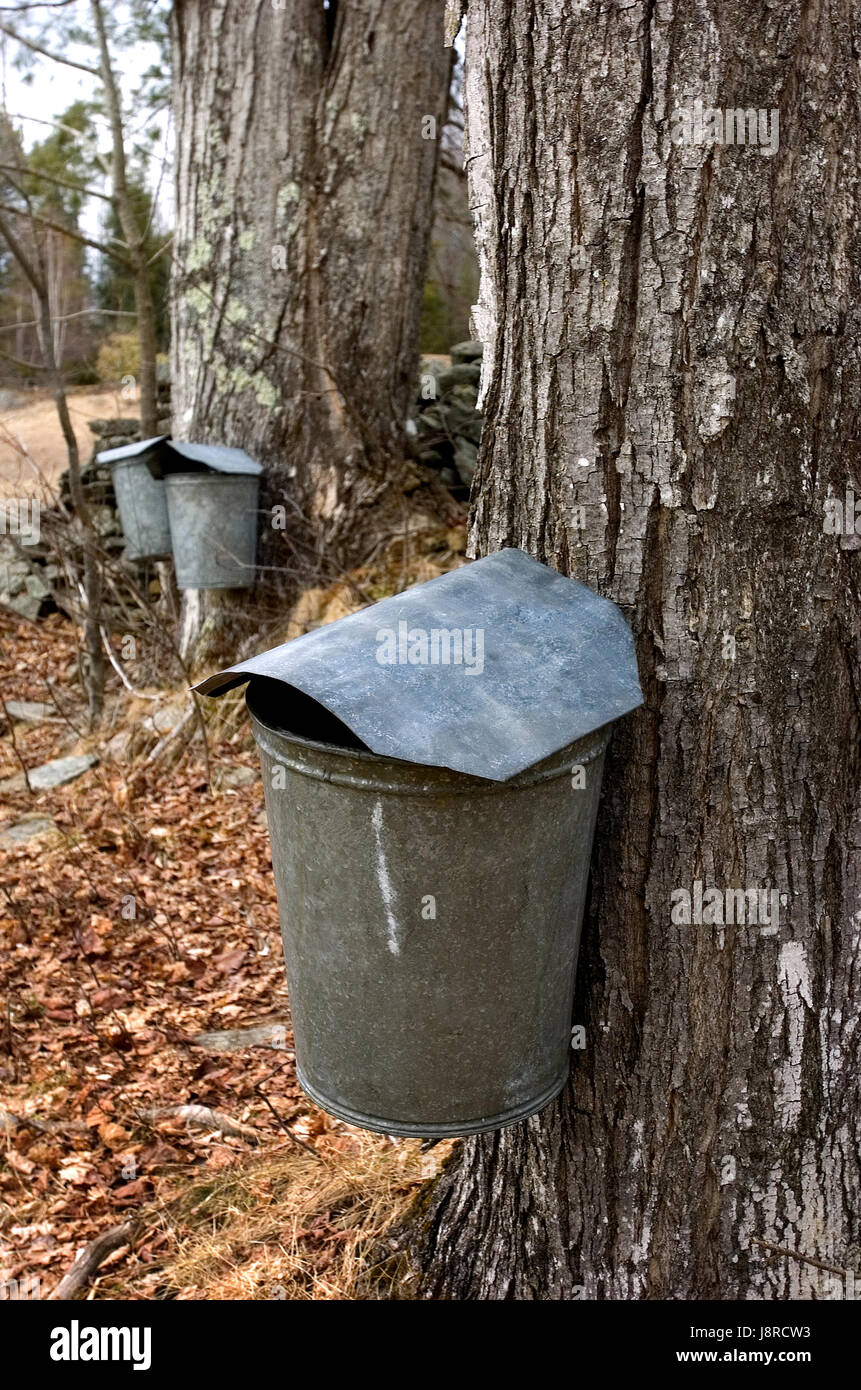 Maple sap sammeln auf einer Farm in vermont, usa Moretown, vernont Stockfoto