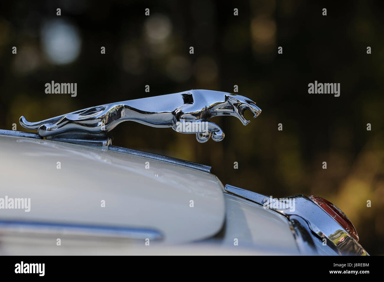 Jaguar 2 Salon Auto vorne Abzeichen und Profil der Jaguar Maskottchen auf Motorhaube weiß Auto springen. Stockfoto