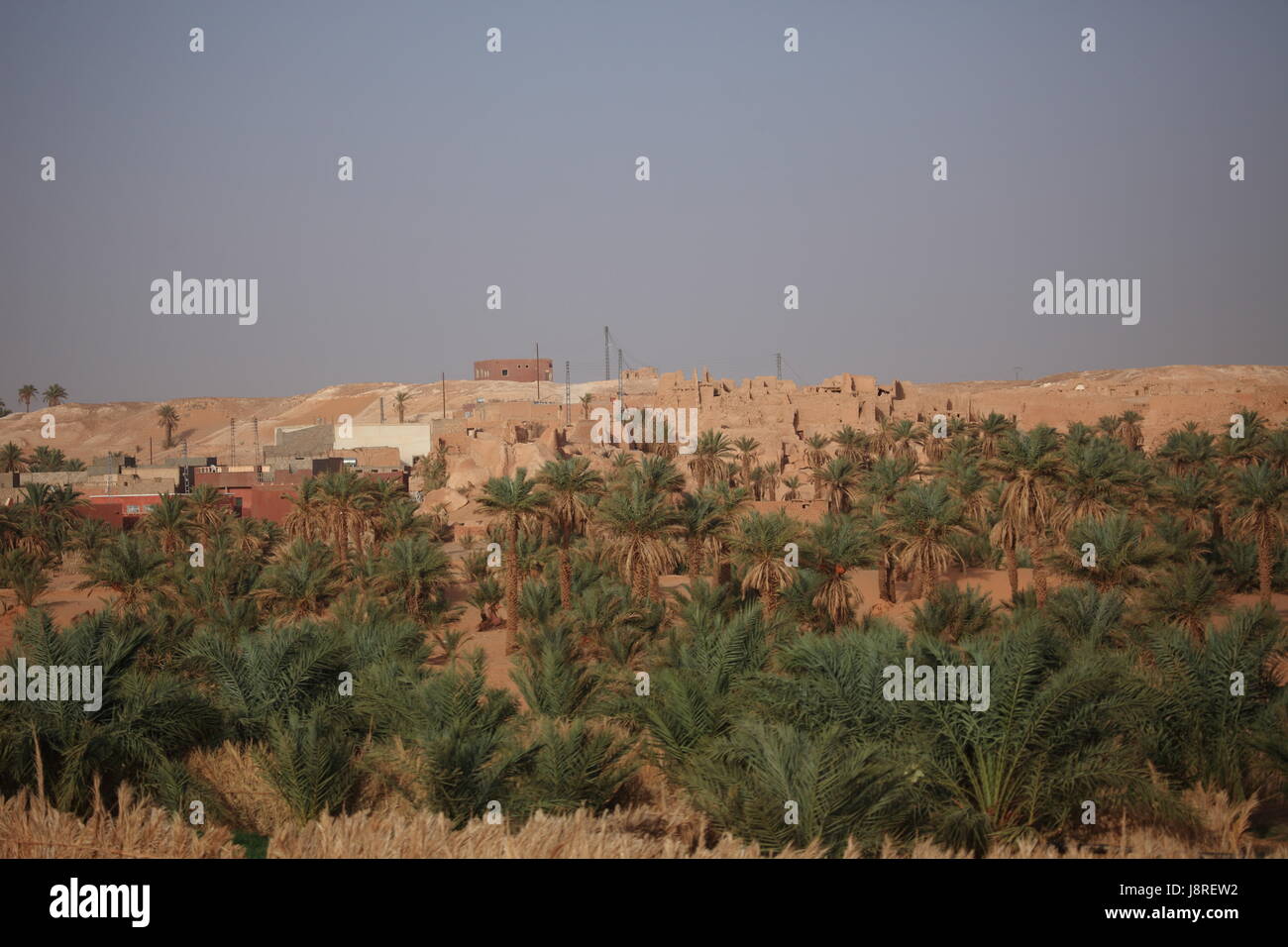 Palmen, Oase, Palme, Algerien, Landschaft, Landschaft, Natur, Palmen, Stockfoto