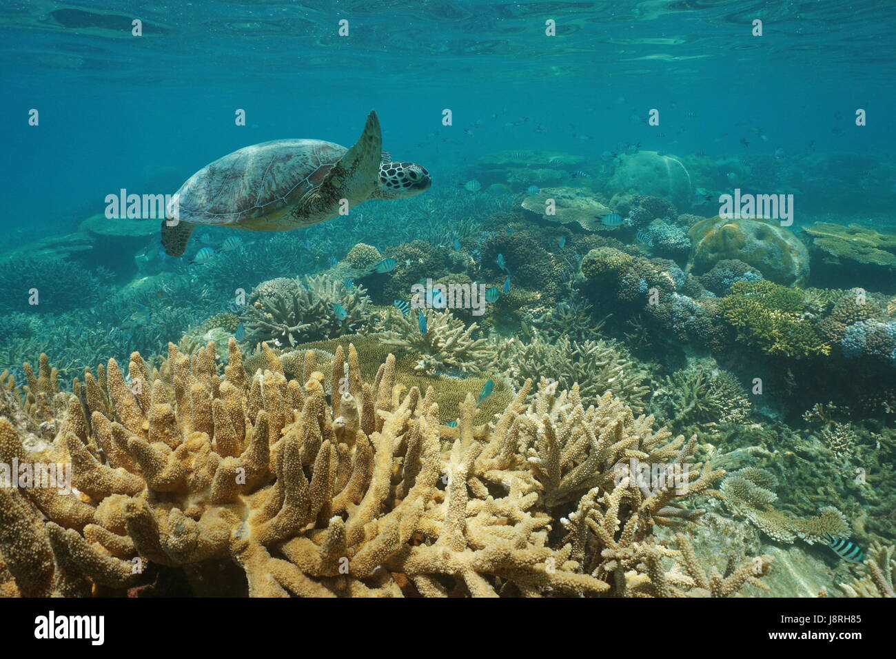 Unter Wasser schwimmt eine grüne Meeresschildkröte über ein gesundes Korallenriff mit Fischen, Neu-Kaledonien, Süd-Pazifik Stockfoto