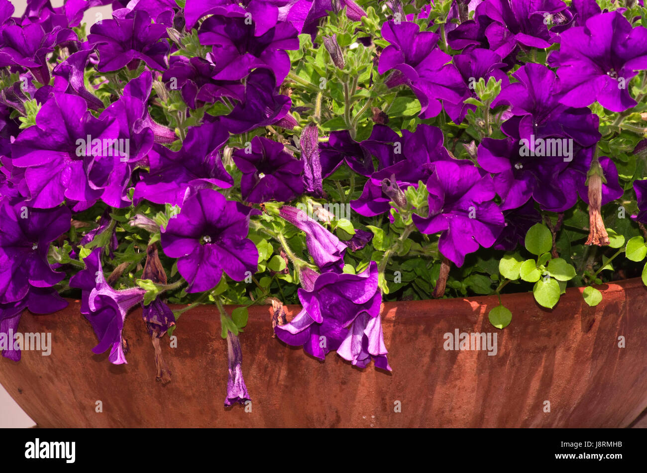 Blüten, lila, dekorative Pflanze, Blumentopf, bluten, Aroma, Blume, Pflanze, Stockfoto