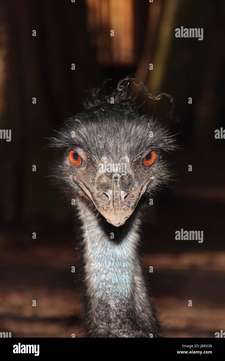 Emu, Schritt, Stufe, Closeup, Tier, Vogel, Afrika, Porträt, Schnabel, bizarre, Stockfoto