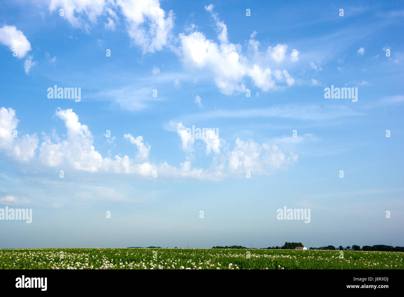Kleines Haus in einem Feld von Mohn in der Nähe von La Rochelle, Frankreich Stockfoto