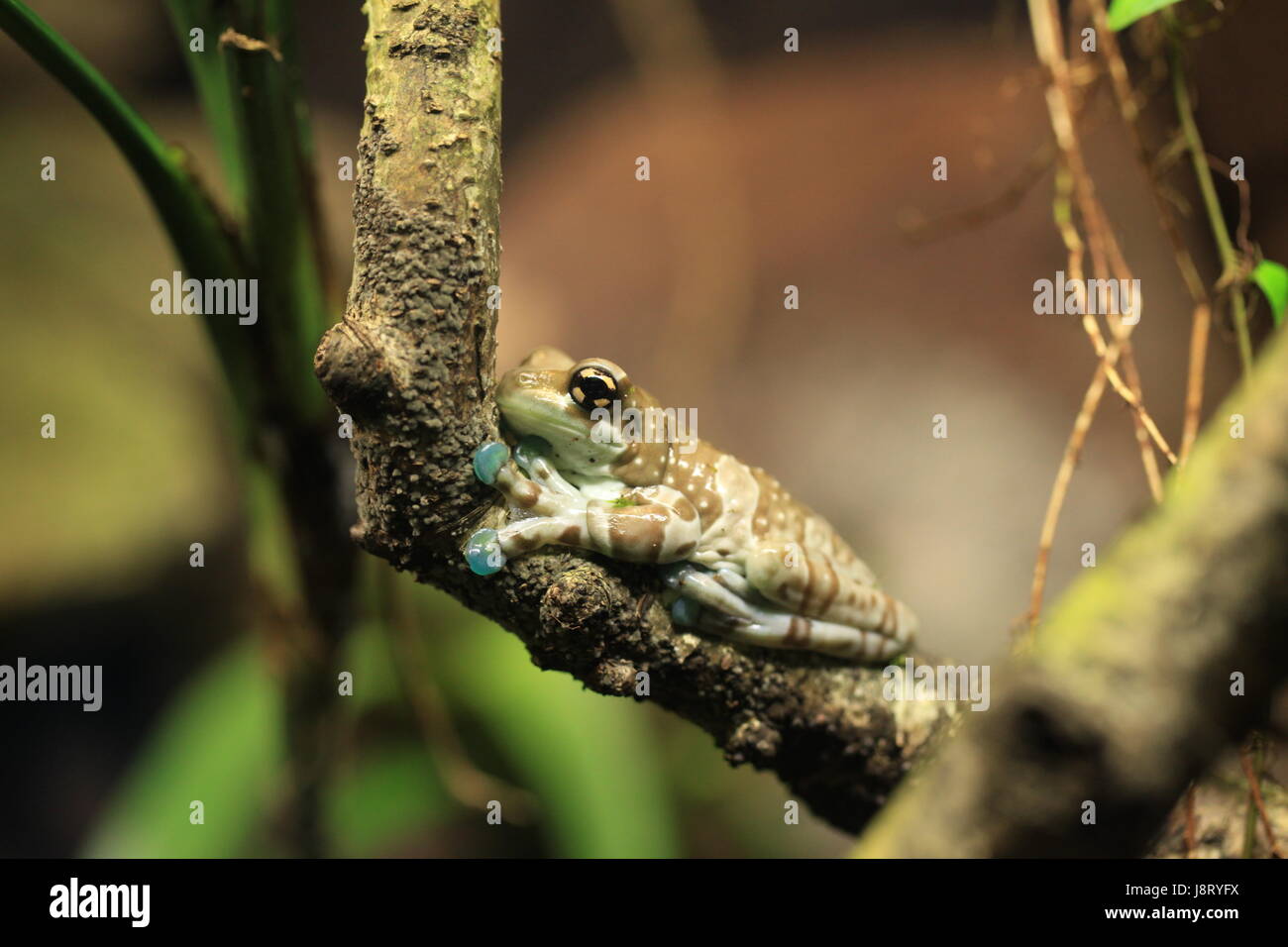 Frosch, Kröten, Kröte, Blatt, Makro, Nahaufnahme, Makro-Aufnahme, Ansicht, Nahaufnahme Baum, Stockfoto