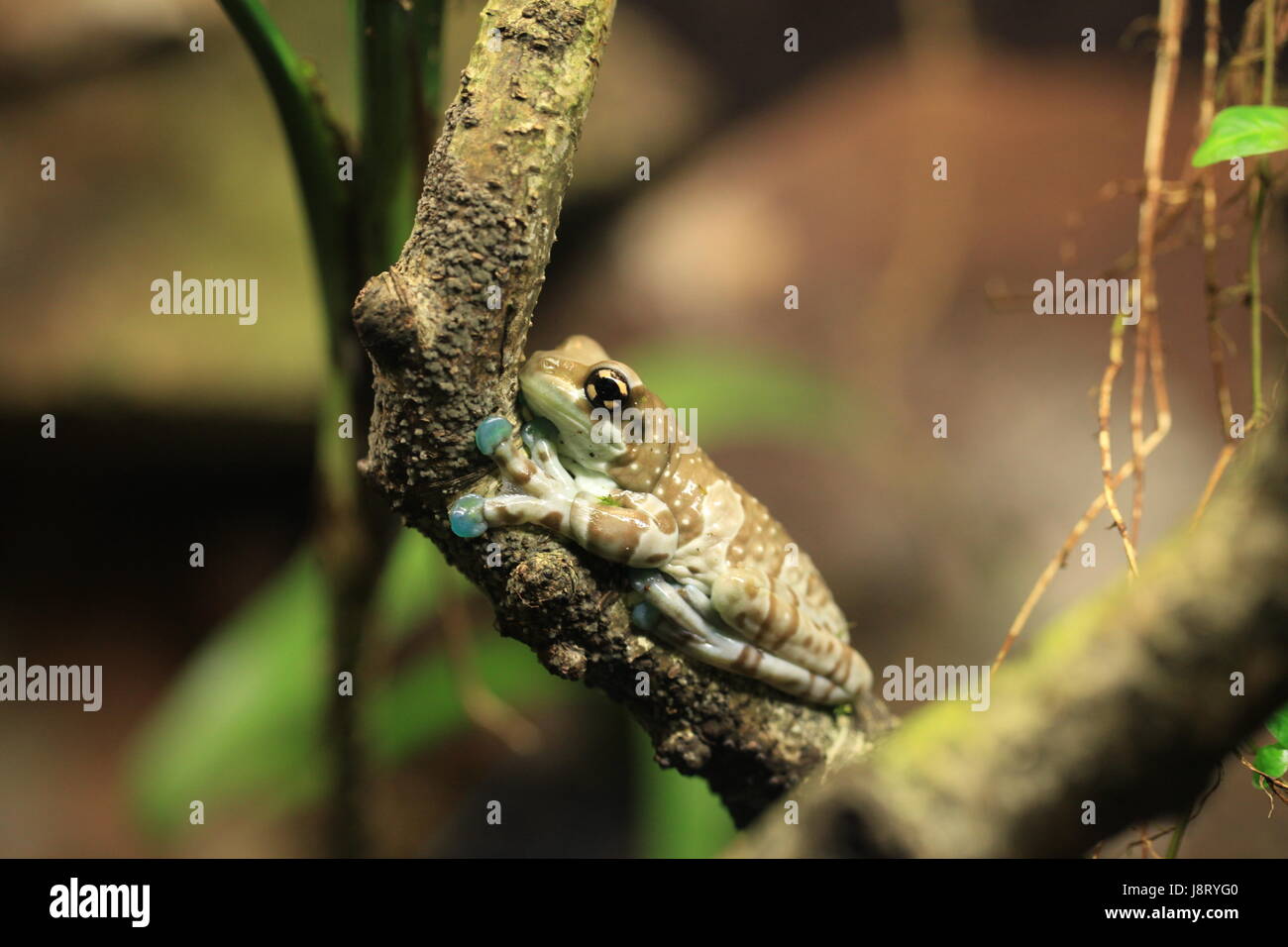 Frosch, Kröten, Kröte, Blatt, Makro, Nahaufnahme, Makro-Aufnahme, Ansicht, Nahaufnahme Baum, Stockfoto