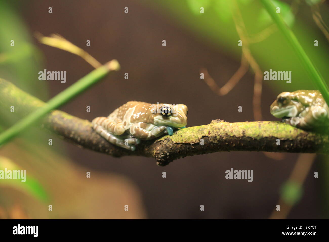Frosch, Kröten, Kröte, Blatt, Makro, Nahaufnahme, Makro-Aufnahme, Ansicht, Nahaufnahme Baum, Stockfoto