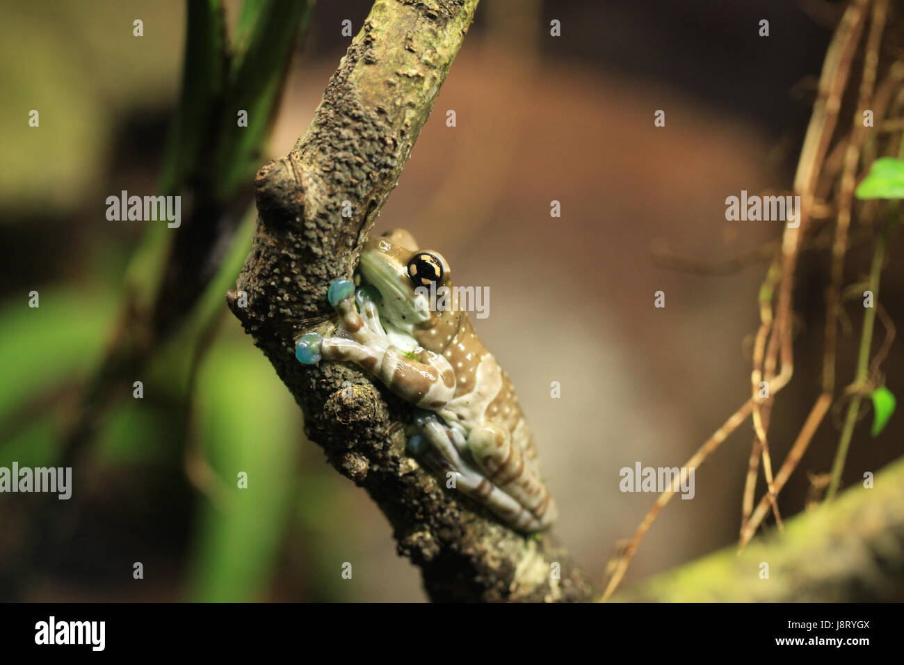 Frosch, Kröten, Kröte, Blatt, Makro, Nahaufnahme, Makro-Aufnahme, Ansicht, Nahaufnahme Baum, Stockfoto