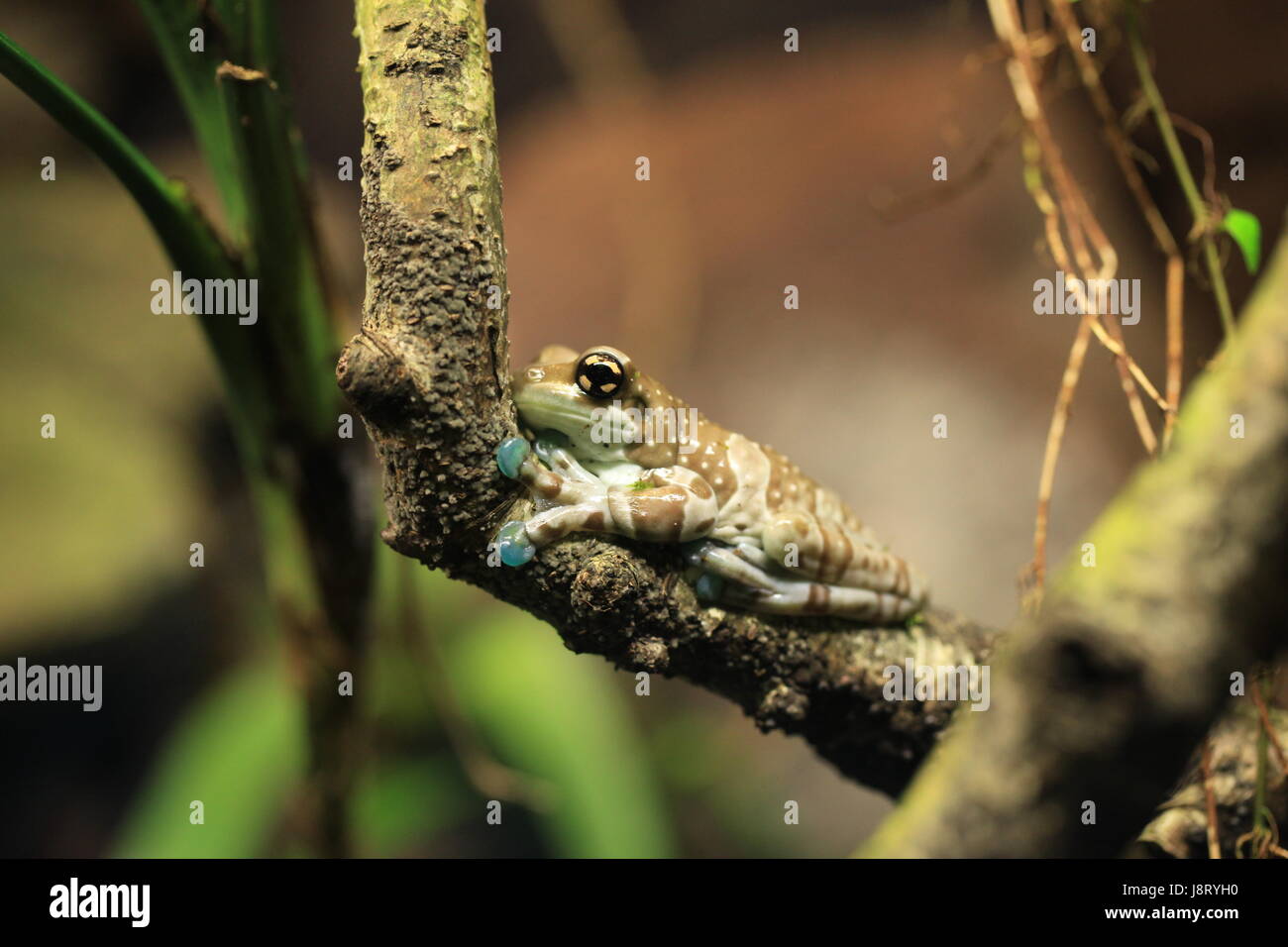 Frosch, Kröten, Kröte, Blatt, Makro, Nahaufnahme, Makro-Aufnahme, Ansicht, Nahaufnahme Baum, Stockfoto