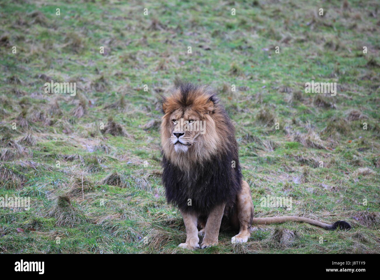 Löwe auf einer Wiese Stockfoto