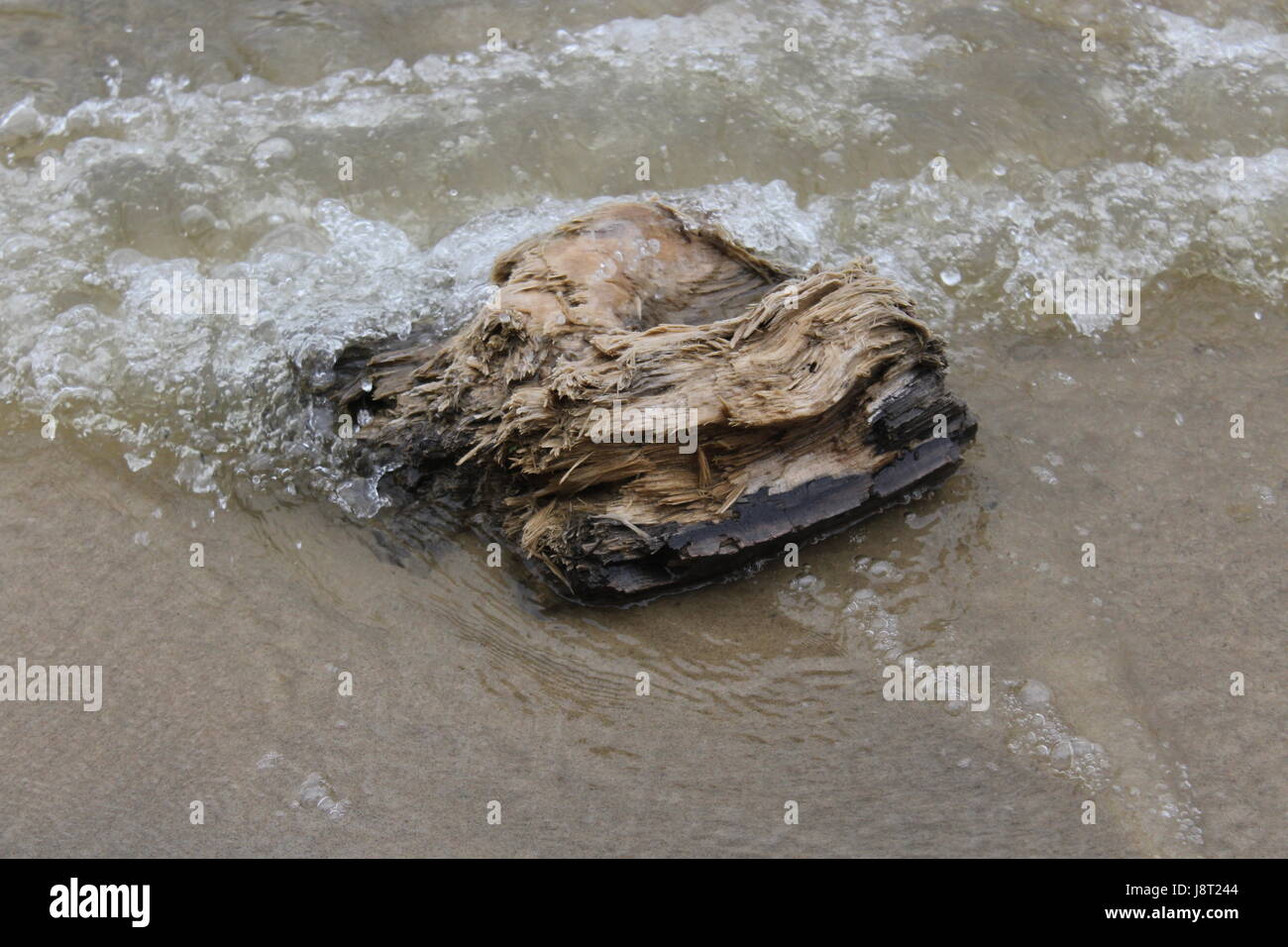 Stück Holz auf Belleville-See. Stockfoto