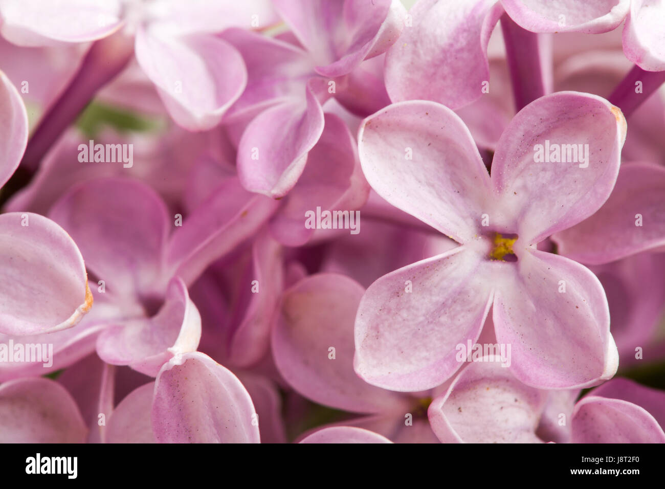 Schönen Frühling Delikatesse lila Blüten. Stockfoto