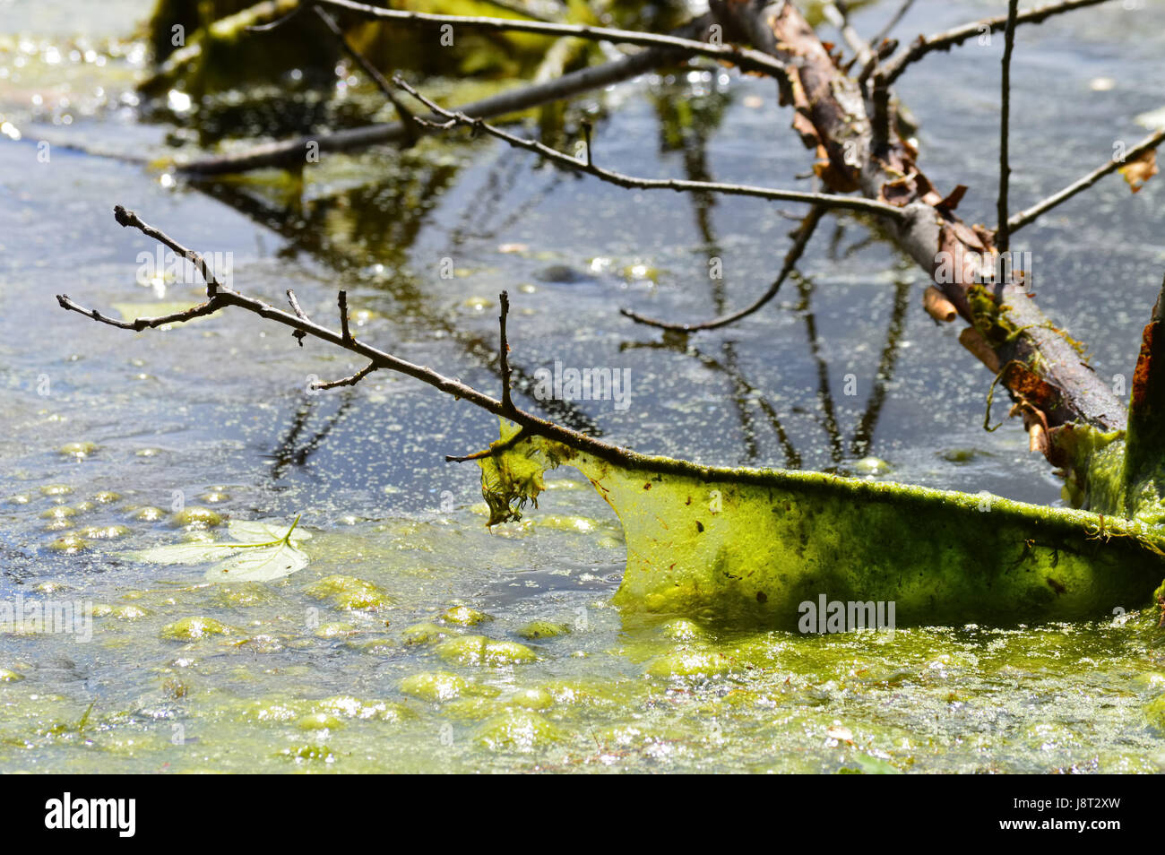 Schleim auf einem Ast am See Stockfotografie Alamy