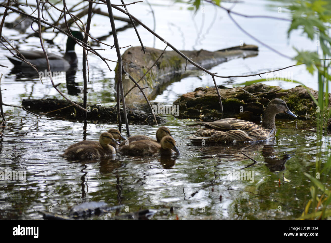 Entenfamilie am See Stockfoto