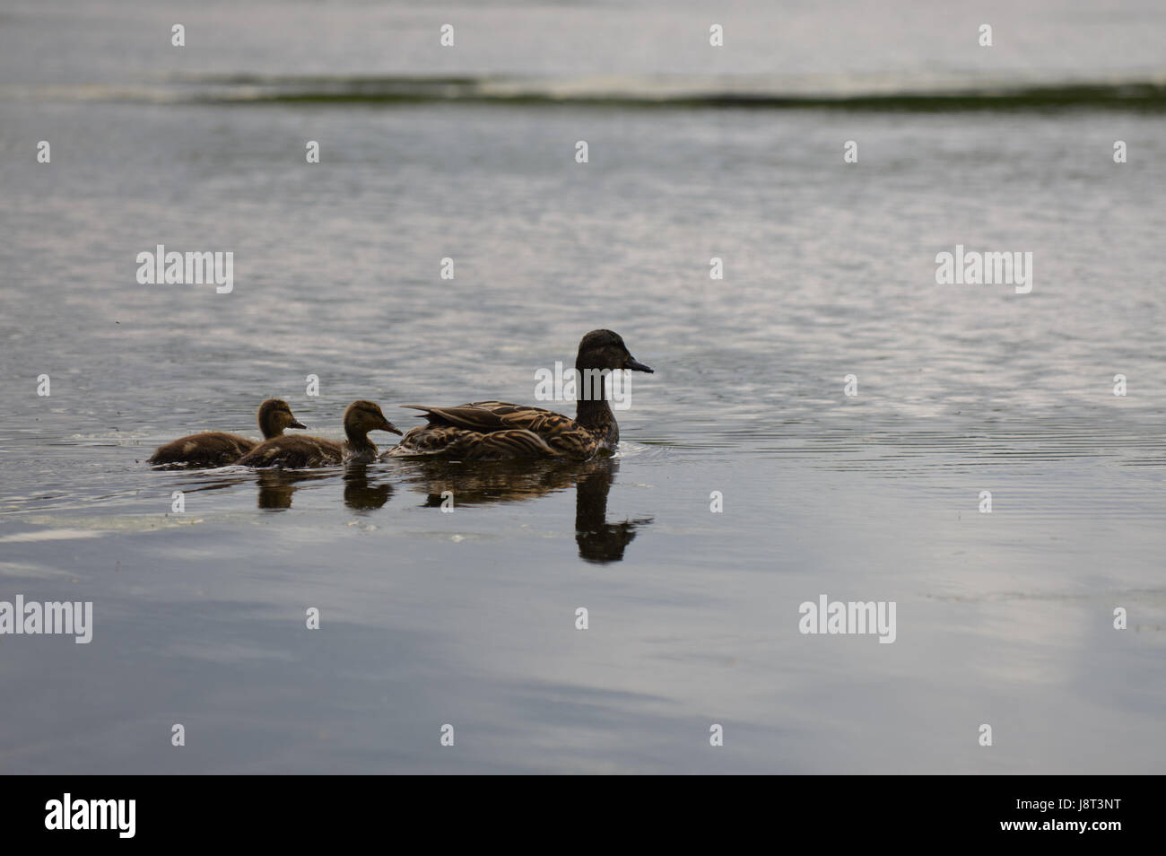 Entenfamilie am See Stockfoto