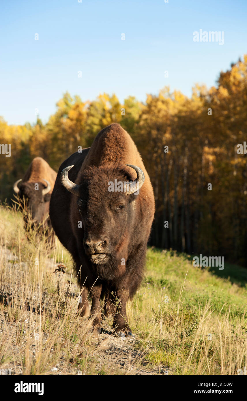 Holz Bison, British Columbia, Kanada Stockfoto