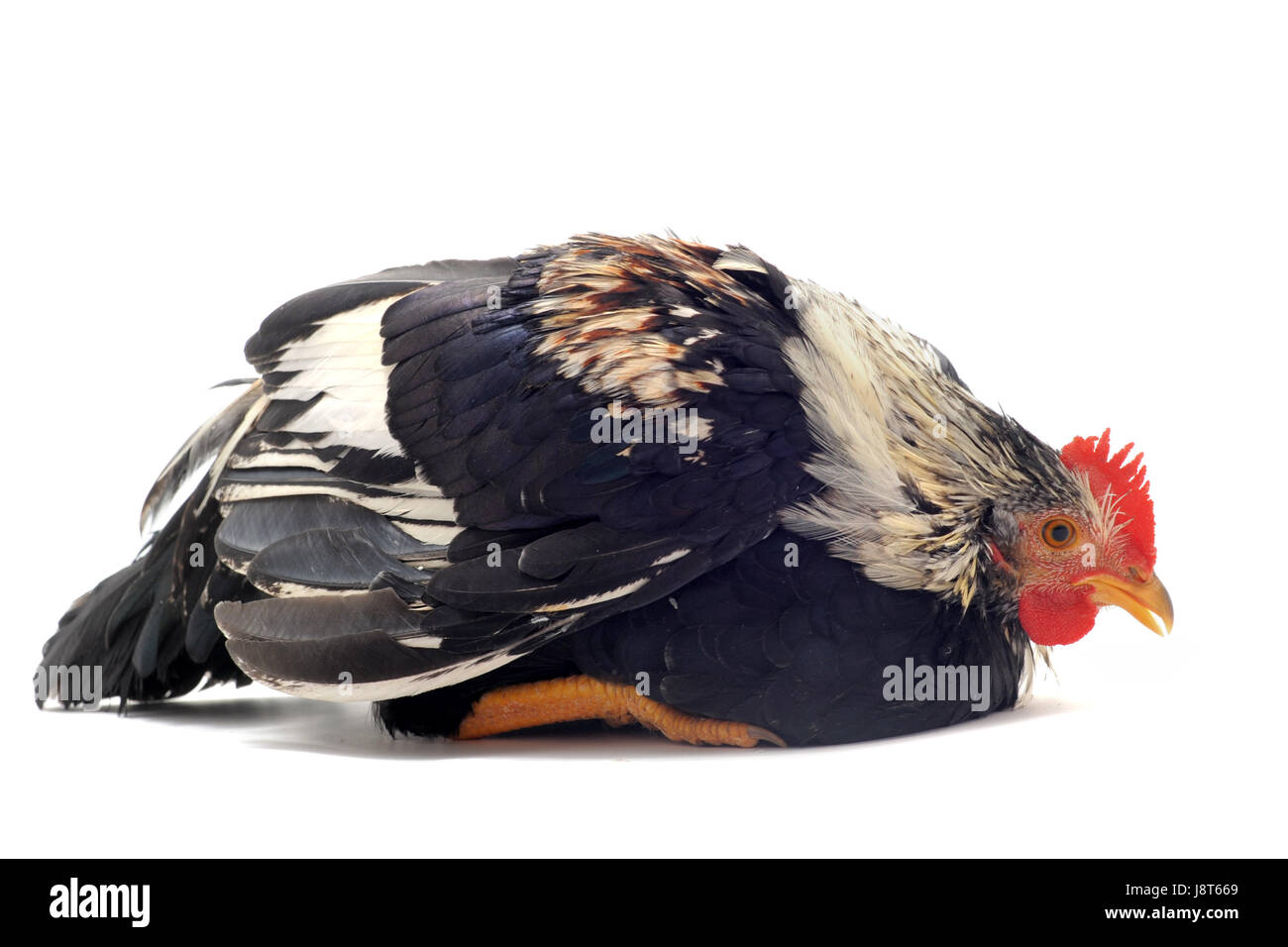 isoliert, Tier, Vogel, traurig, Haustiere, Studio, Angst, Bauernhof, Geflügel, Küken, ängstlich, Stockfoto