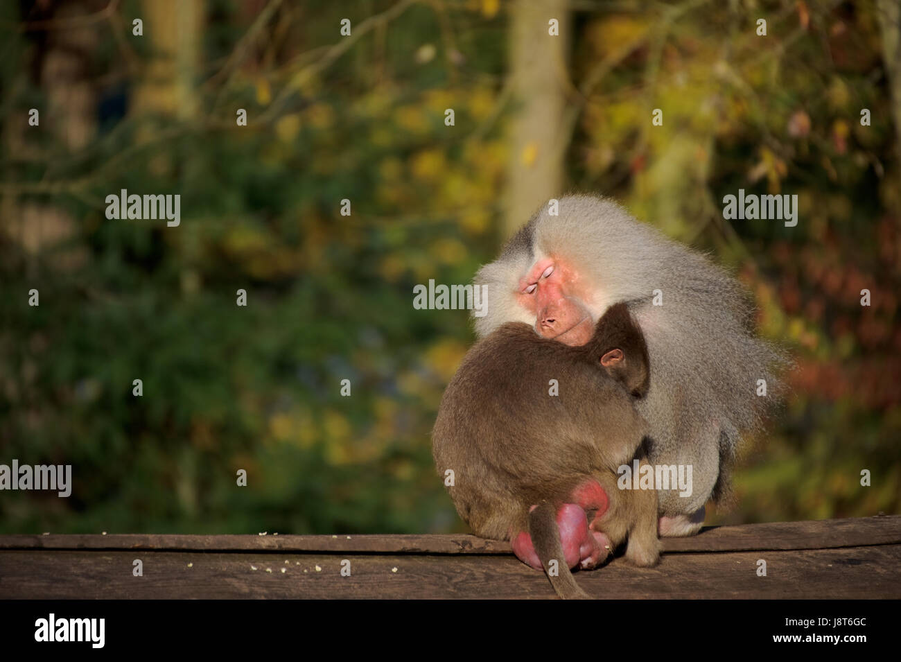 soziale, Tier, braun, braun, brünett, Affe, Zoo, Schlaf, schlafen, Stockfoto