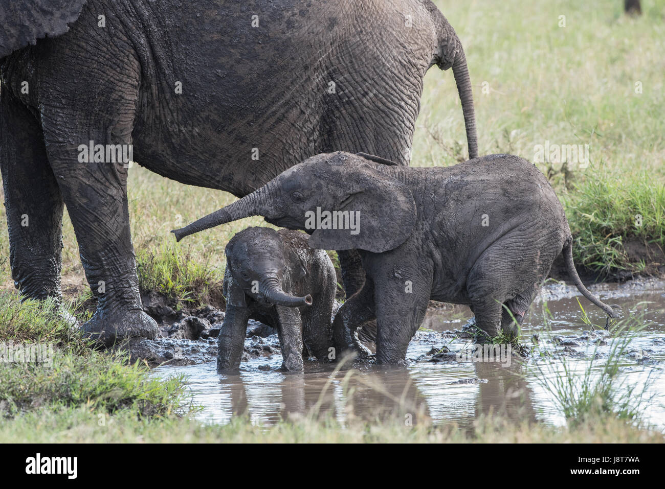 Baby-Elefanten spielen im Wasser, Tansania Stockfoto