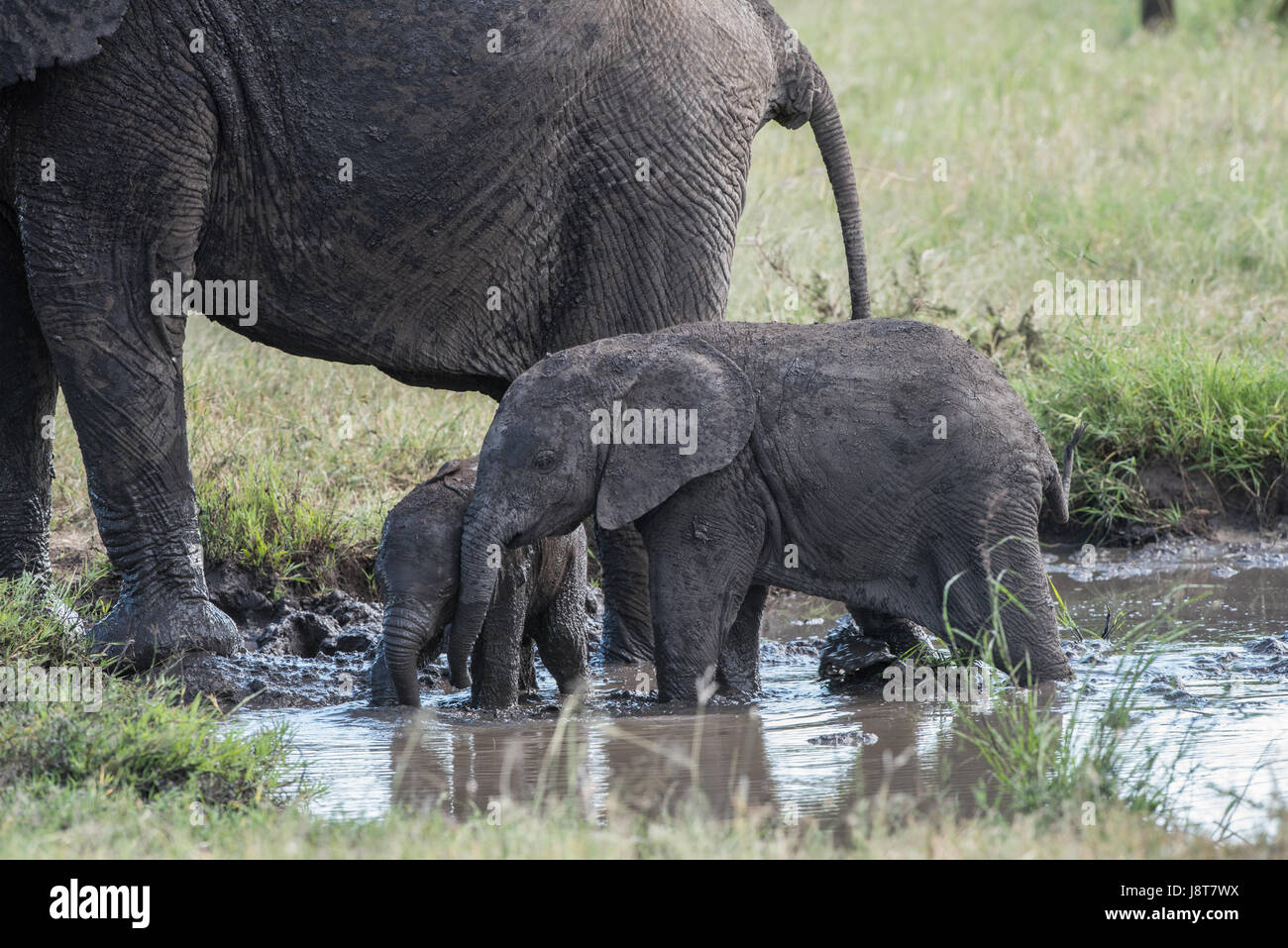 Baby-Elefanten spielen im Wasser, Tansania Stockfoto
