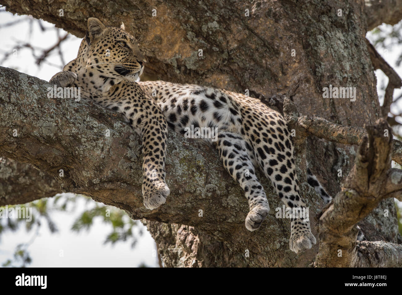 Leopard im Baum, Tansania Stockfoto