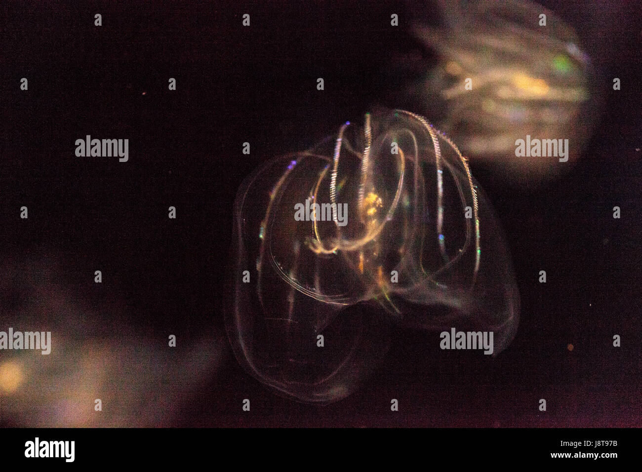 Comb Jelly Phylum Ctenophora nicht bereits Nesselzellen und haben ein einfacheres reproduktive System als die meisten Gelees. Stockfoto