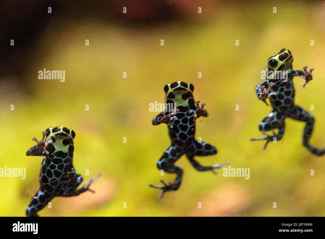 Schillernd Variable Pfeilgiftfrosch Ranitomeya Variabilis findet man in den tropischen Regenwald von Peru Stockfoto