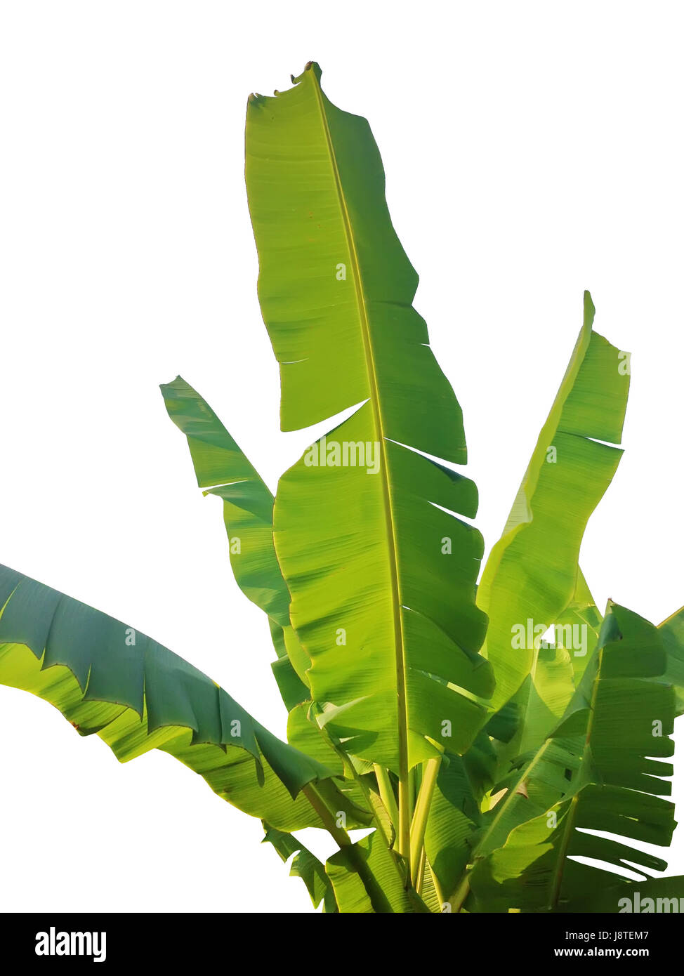 Textur des grünen Bananenblatt isoliert auf weißem Hintergrund Stockfoto