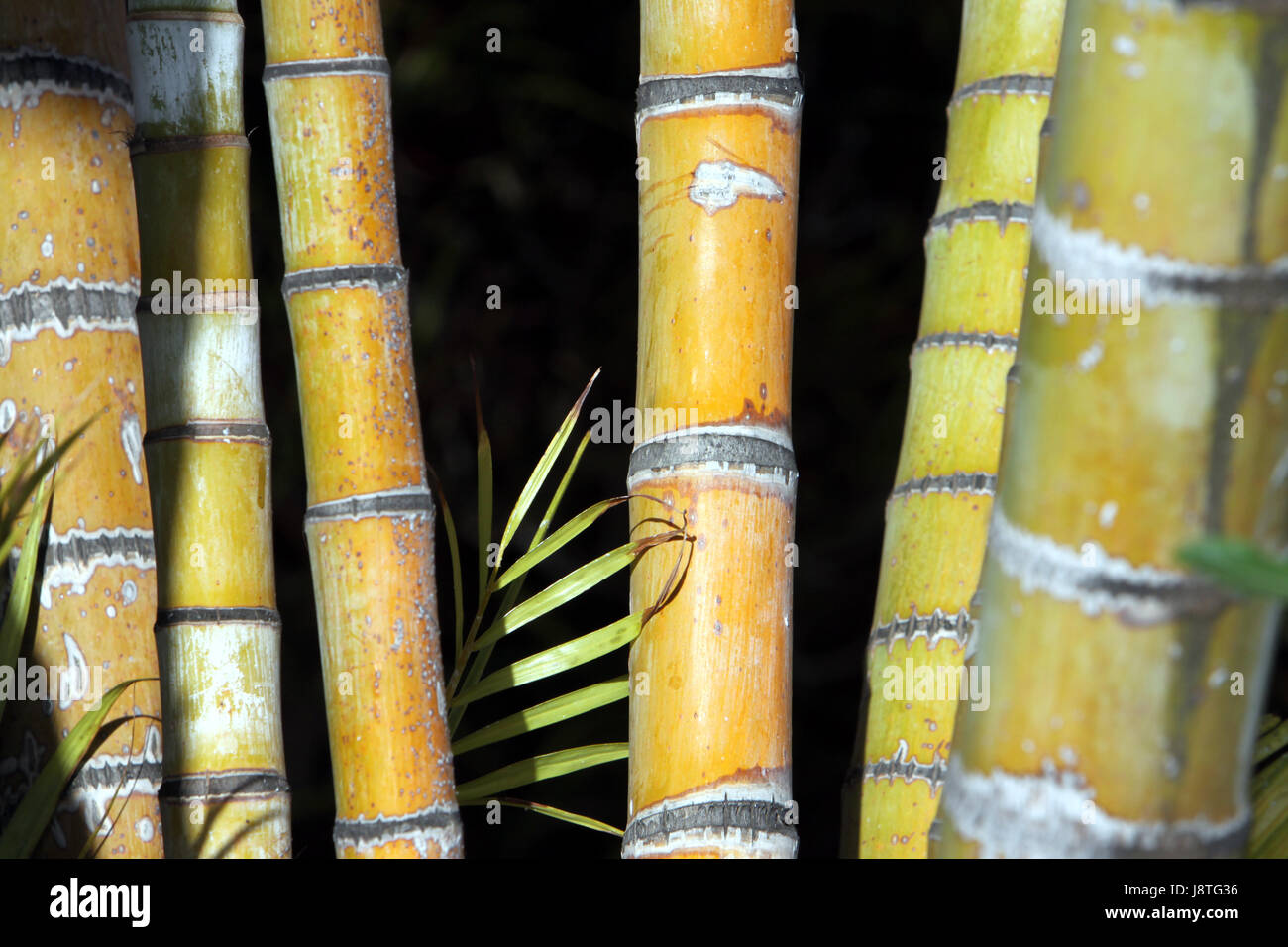 Grn, Bambus, Klinge, Tropical, Bar, Reed, Stall, Bambusrohr, dick, breit  Stockfotografie - Alamy