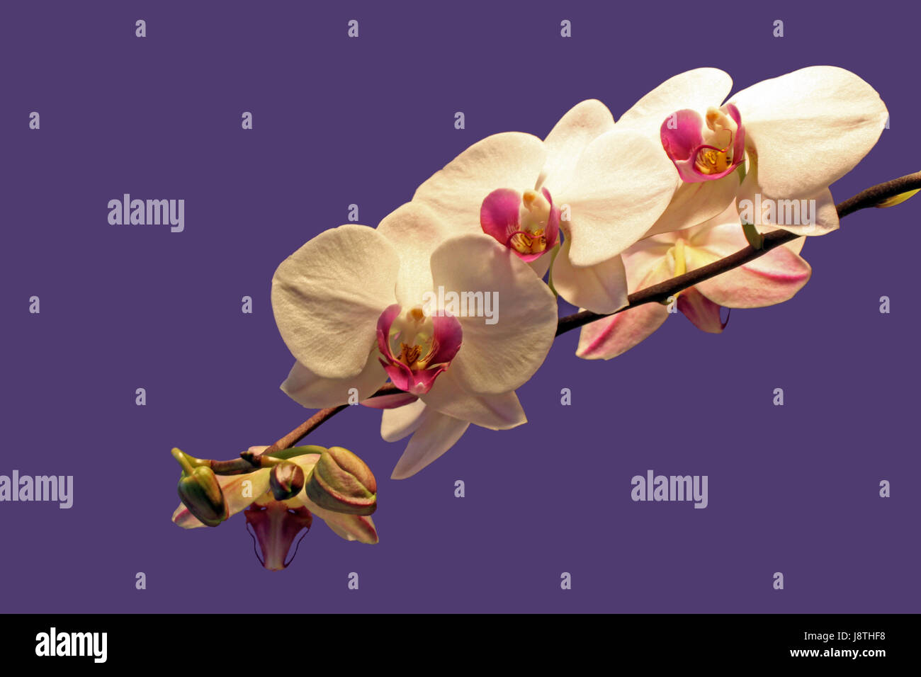 Phalaenopsis vor violett Stockfoto