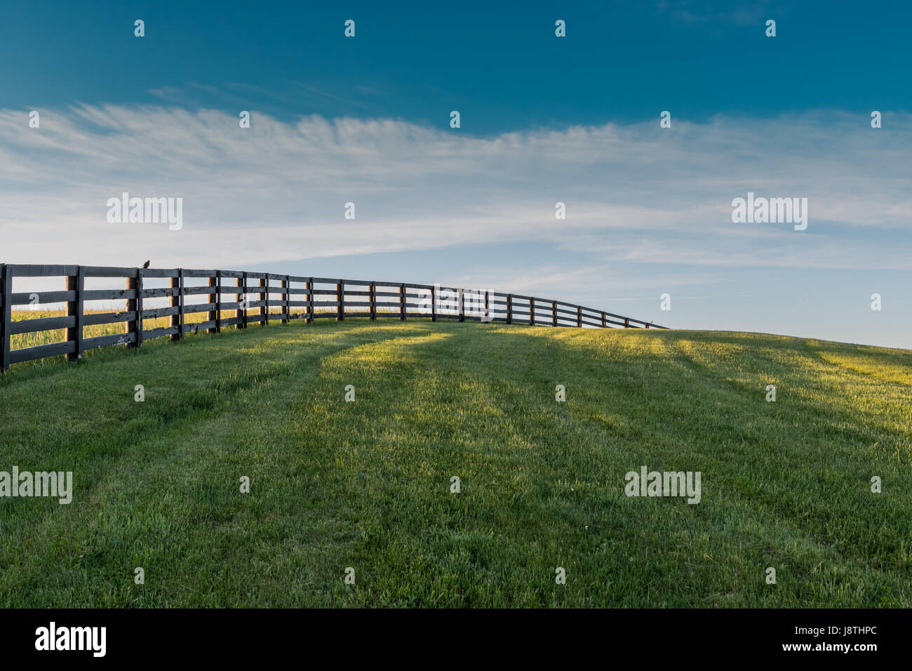 Vogel ruht auf Zaun führt über Hügel von grünem Rasen Stockfoto