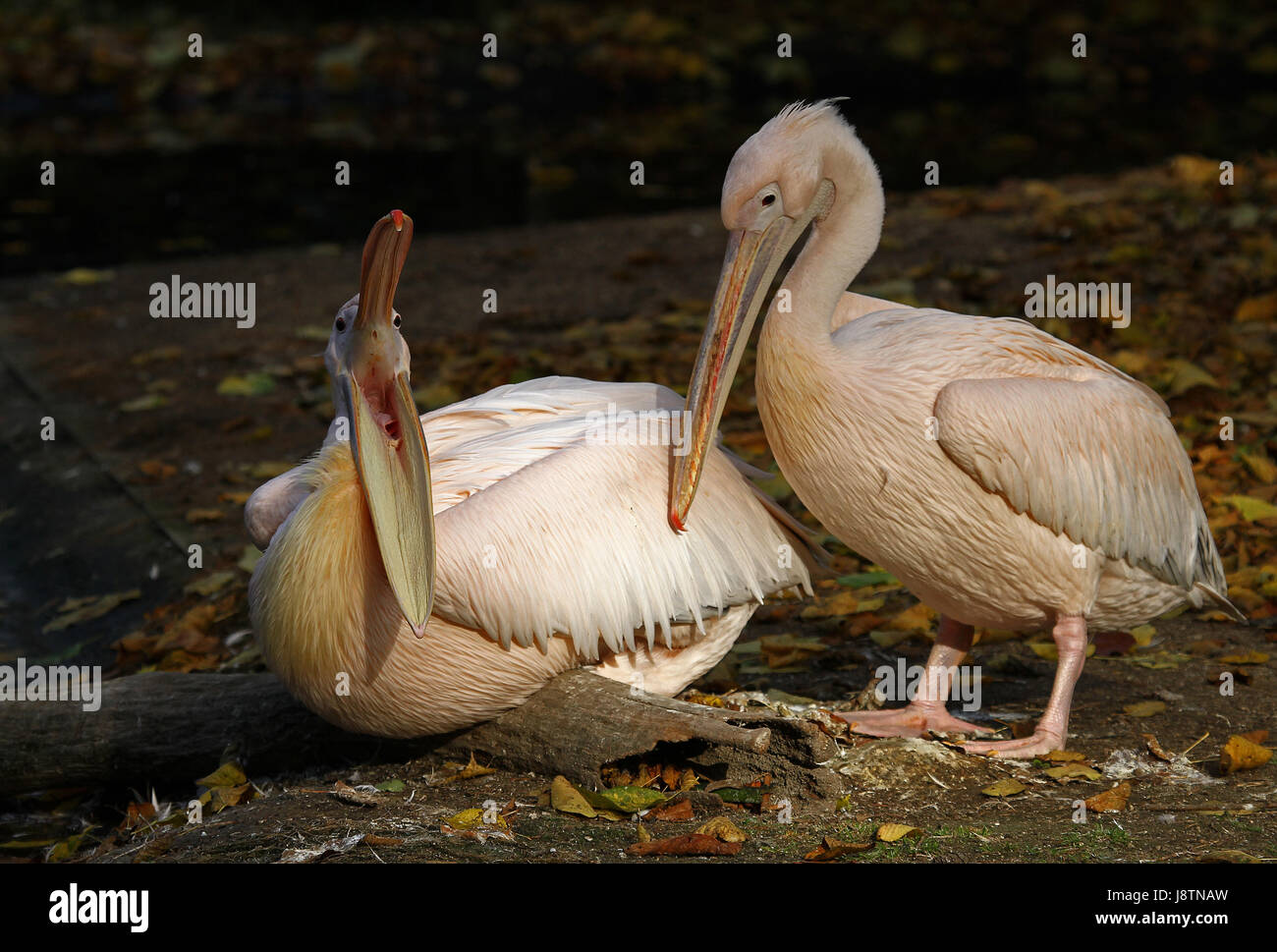 Vogel, Porträt, Vögel, Duo, Schnabel, exotisch, Federn, Schnäbel, Pelikan, zwei, Stockfoto