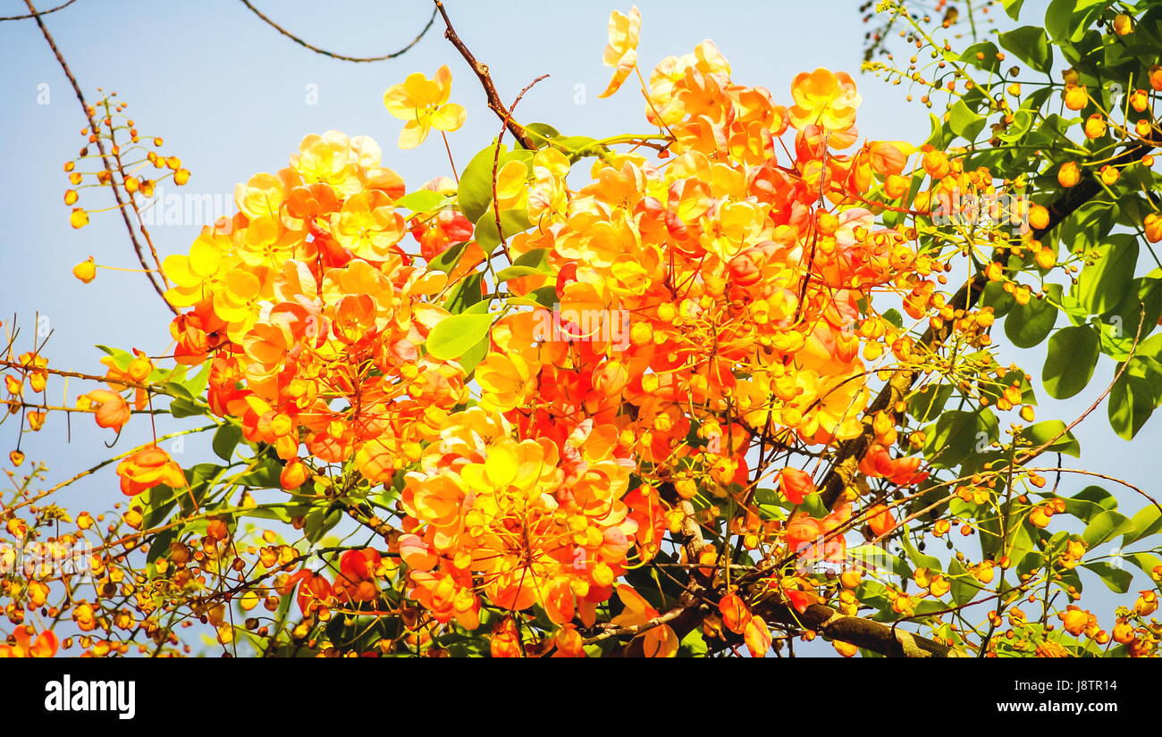 Cassia Fistula, bekannt als die goldenen regen Baum, Canafistula und von anderen Namen, ist eine blühende Pflanze in der Familie Fabaceae. Stockfoto