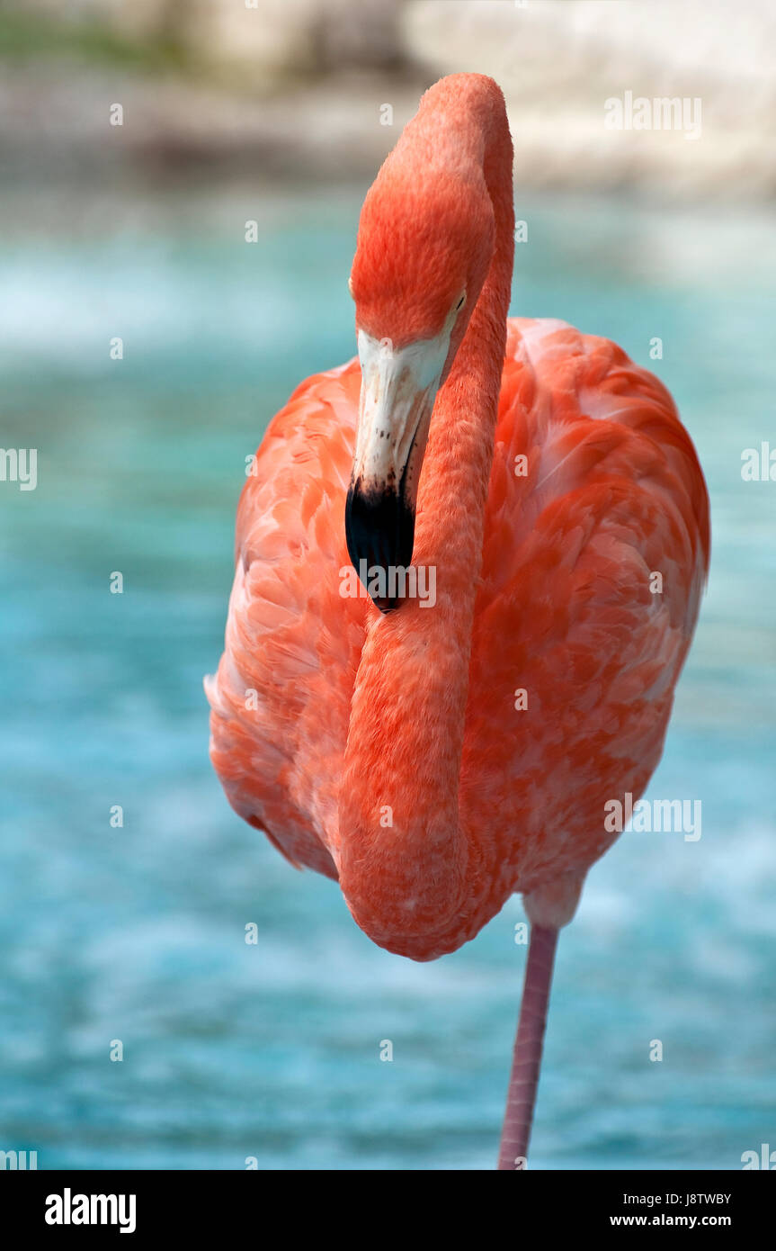 Tier, Vogel, Wild, Wildtiere, tropisch, Karibisch, rosa, Flamingo, enge, Stockfoto