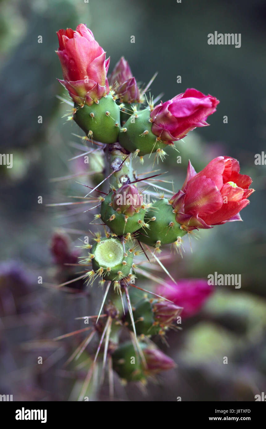mammillaria senilis Mammillaria Senilis Clumping Cactus / Owl cactus – AceMegaSucculents main image 1