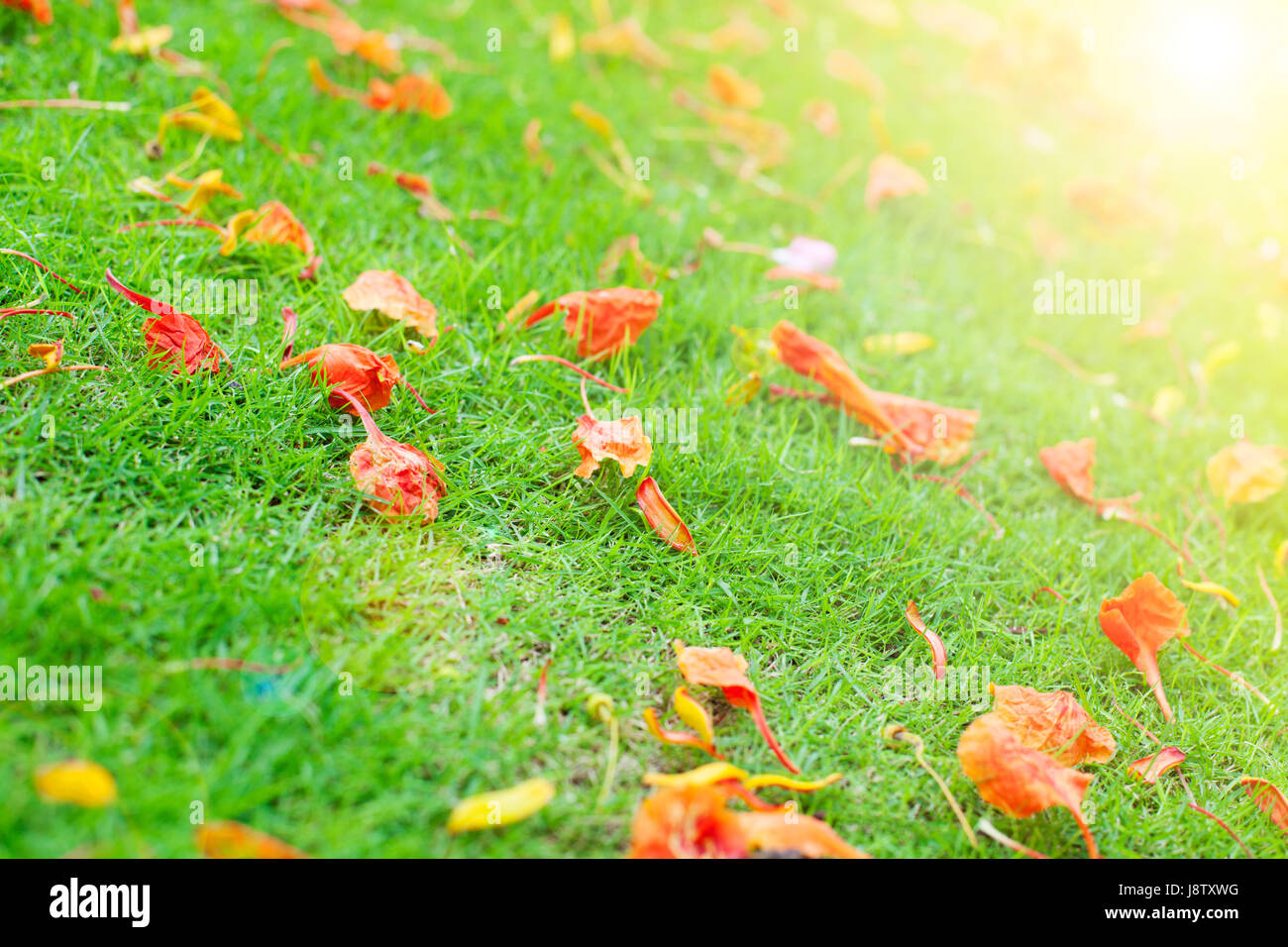 Bunte Blumen auf dem grünen Rasen in der Sonne. Stockfoto