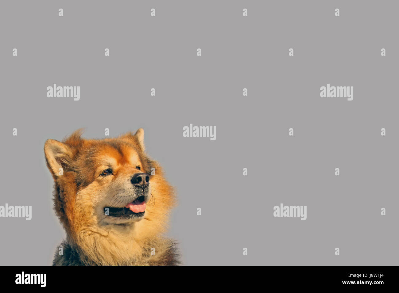 wachsam, Konzentration, Aufmerksamkeit, Erwartung, hellwach, warten, warten, Stockfoto