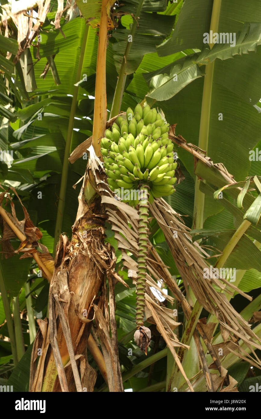 Baum, Obst, Bananen, Pflanze, Blatt, Vitamine, Vitamine, grün, Blüte, Blüte, Stockfoto