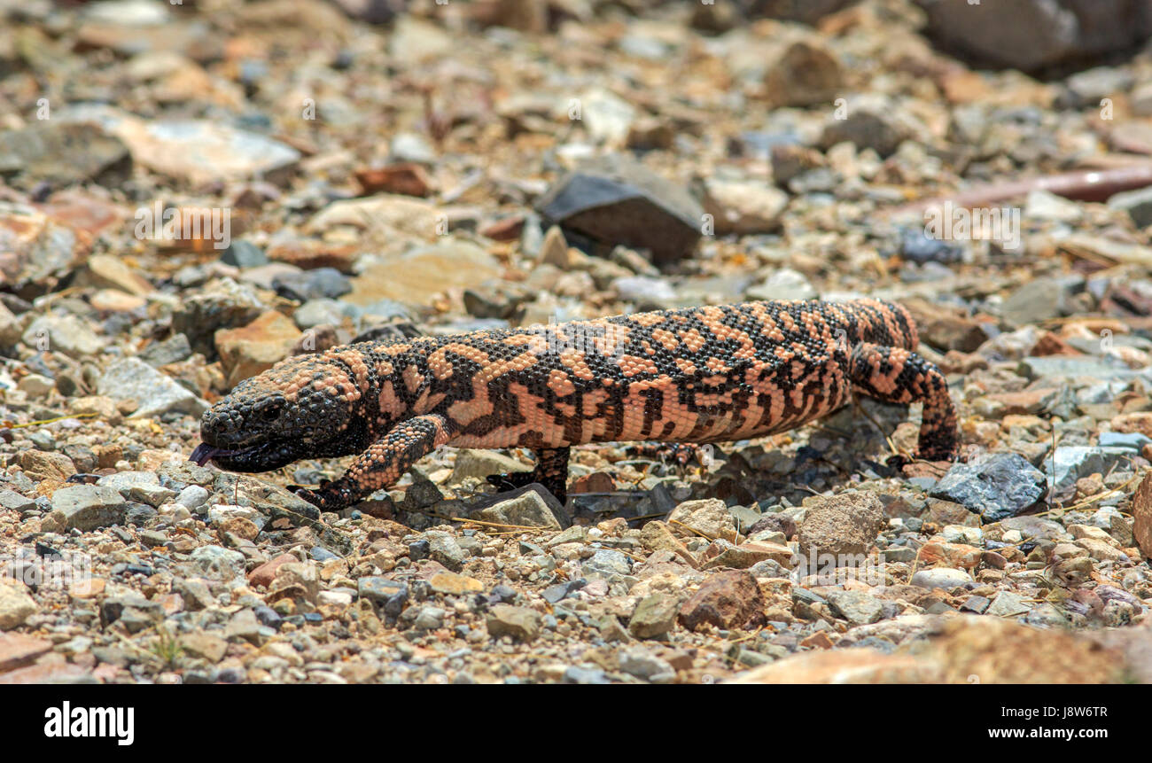 Gila Monster (Heloderma Suspectum) Jagd in Kakteen. Stockfoto