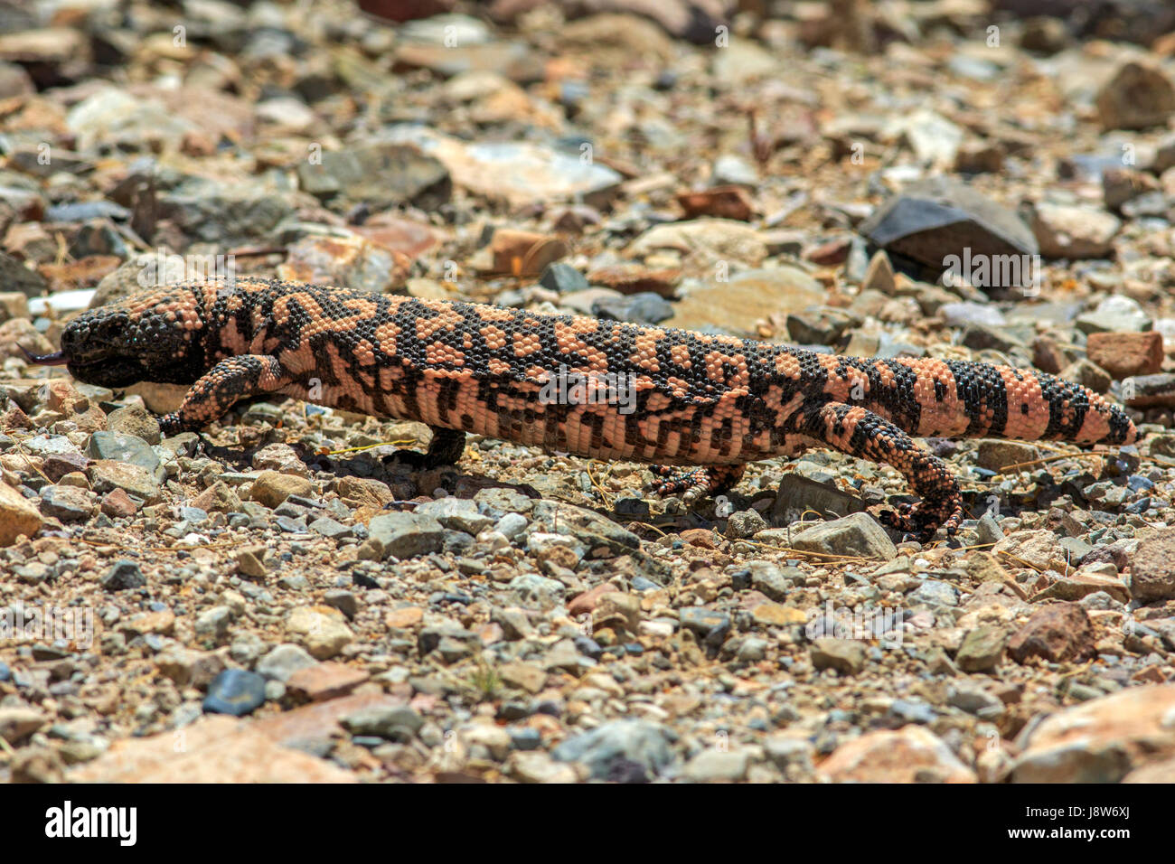 Gila Monster (Heloderma Suspectum) Jagd in Kakteen. Stockfoto