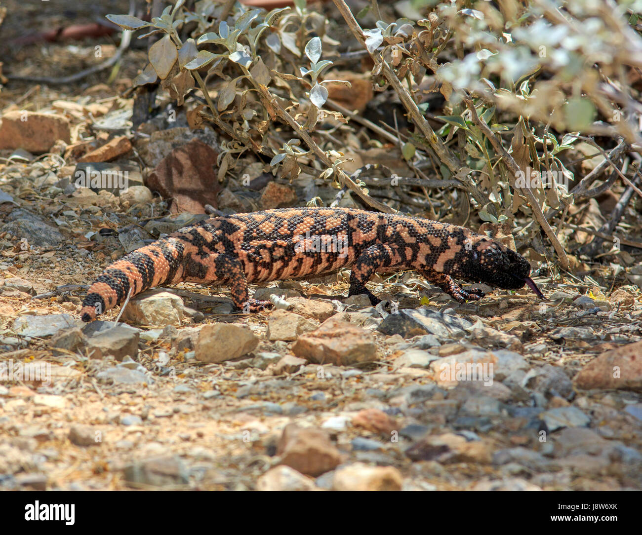 Gila Monster (Heloderma Suspectum) Jagd in Kakteen. Stockfoto