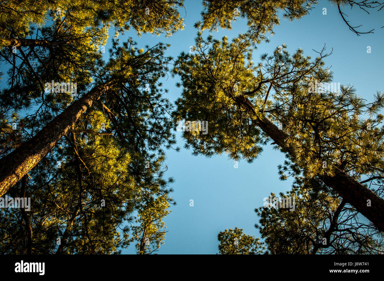 Hohe Bäume, Low Angle View, South Dakota, USA Stockfoto