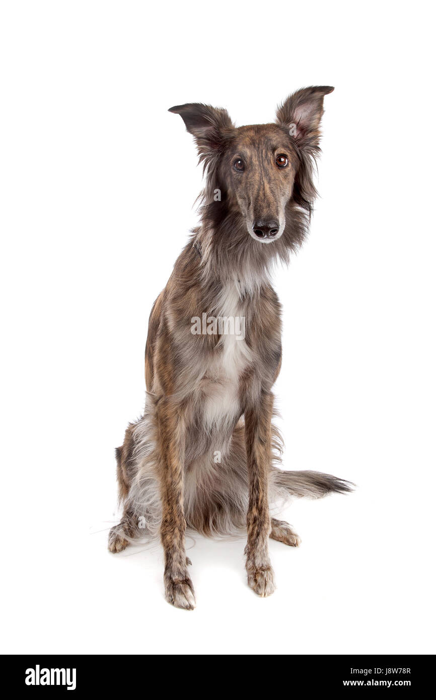 Haustiere, Tier, Tier, Säugetier, Hund, Studio, ein, Rasse, familiäre, häusliche, Hunde, Stockfoto