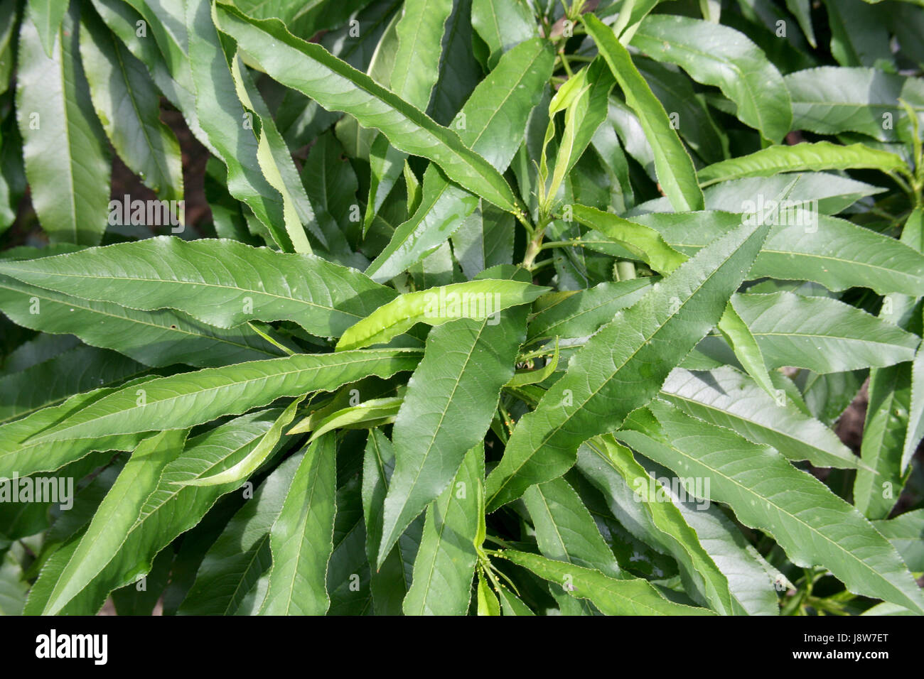 schmales, grünes Blatt im detail Stockfoto