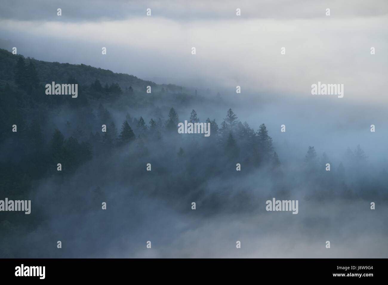 Kühle Nebel setzt sich am frühen Morgen über Napa Valley, Kalifornien Stockfoto