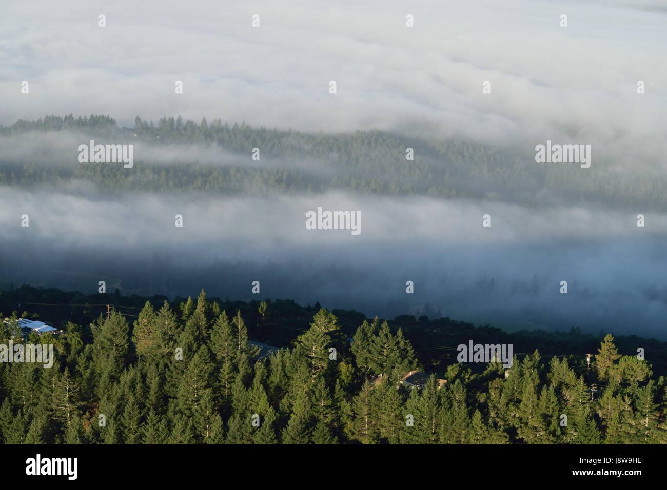 Kühle Nebel setzt sich am frühen Morgen über Napa Valley, Kalifornien Stockfoto