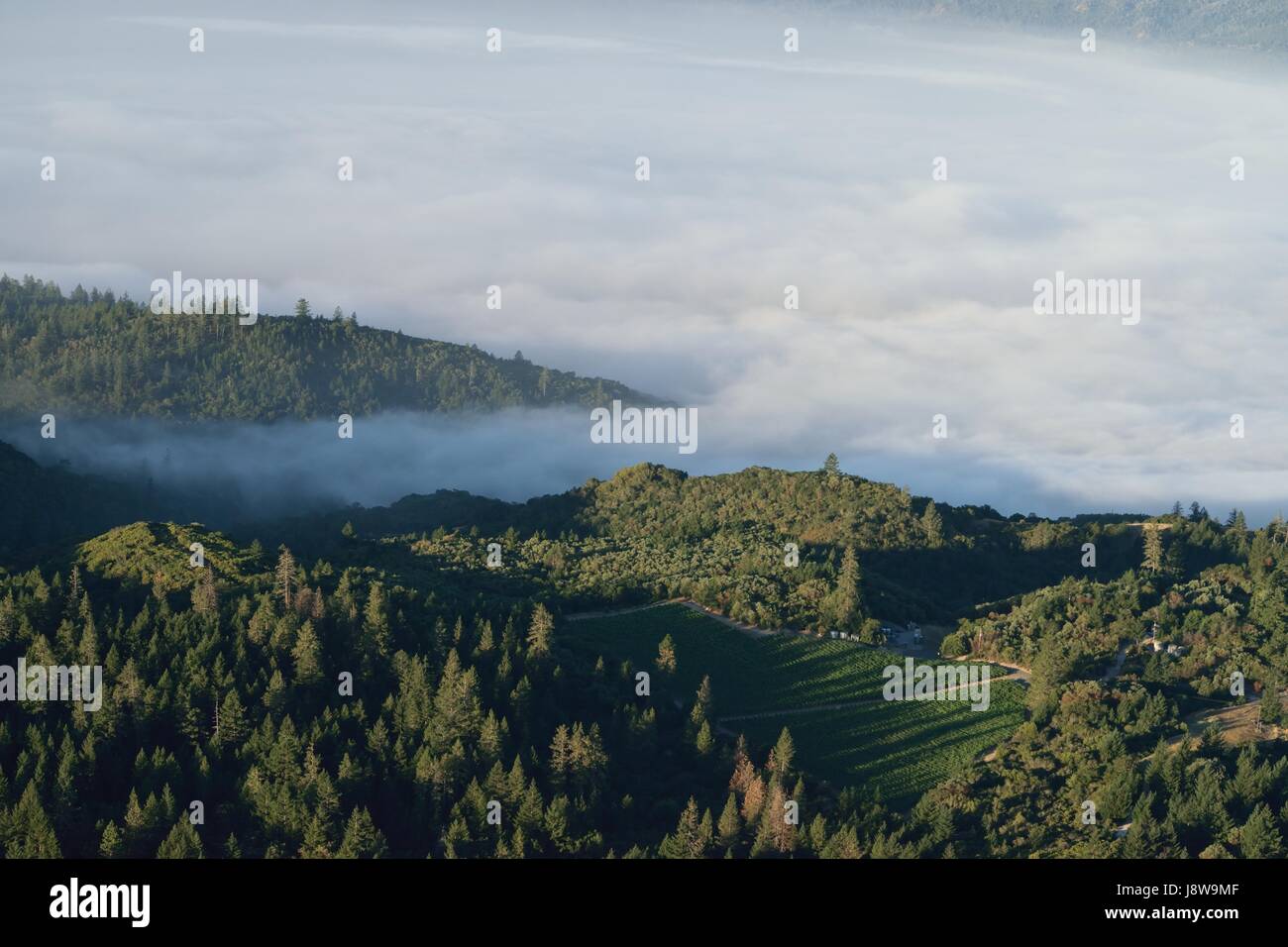 Kühle Nebel am frühen Morgen in Napa Valley, Kalifornien Stockfoto