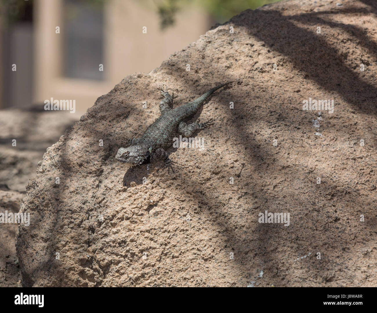 Clark's stachelige Echse (Sceloporus Clarkii) auf Rock Stockfoto