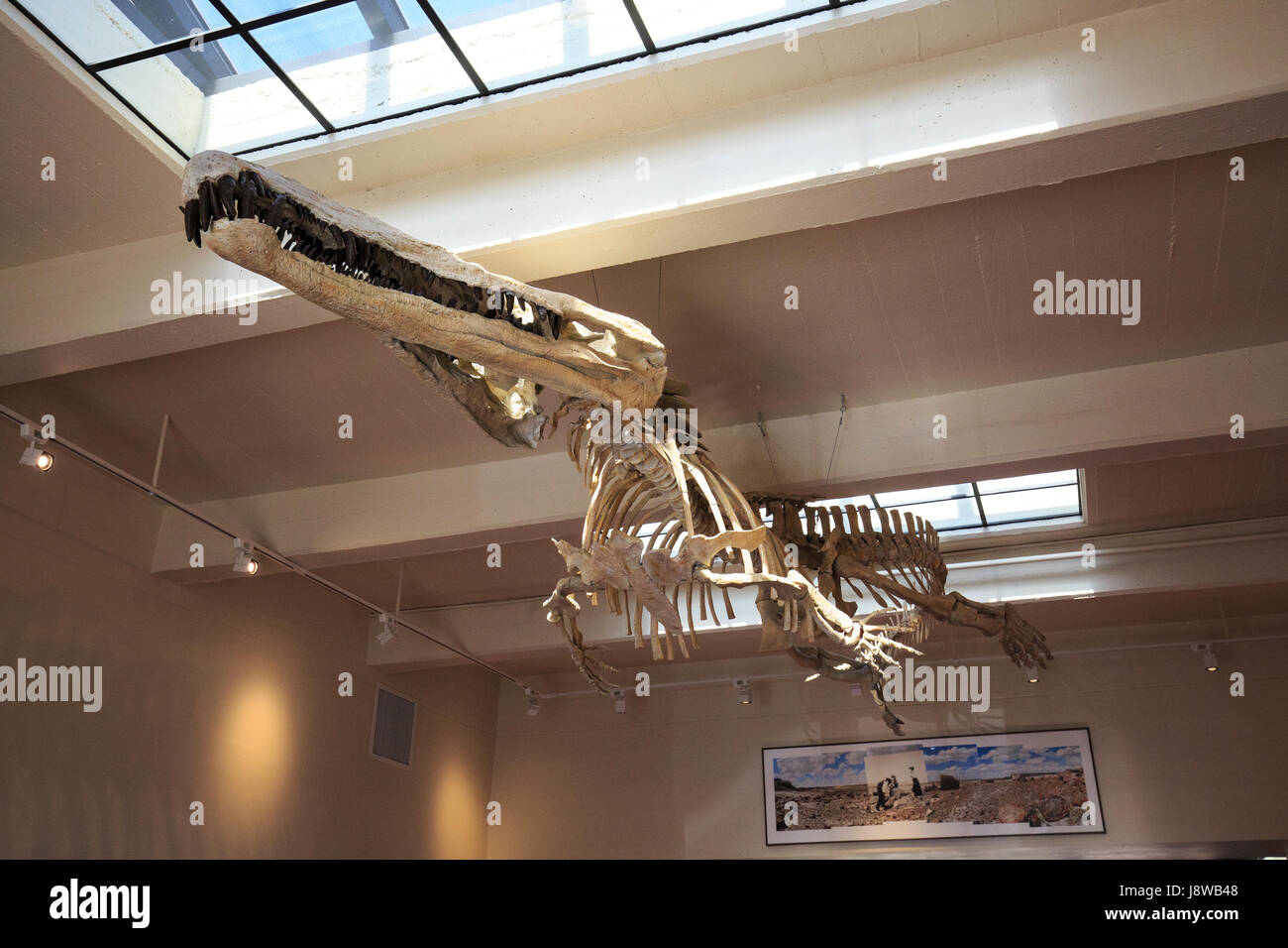 Hängende Anzeige von einer Smilosuchus Gregorii, crocodilian wie Reptilien aus der Trias. Stockfoto