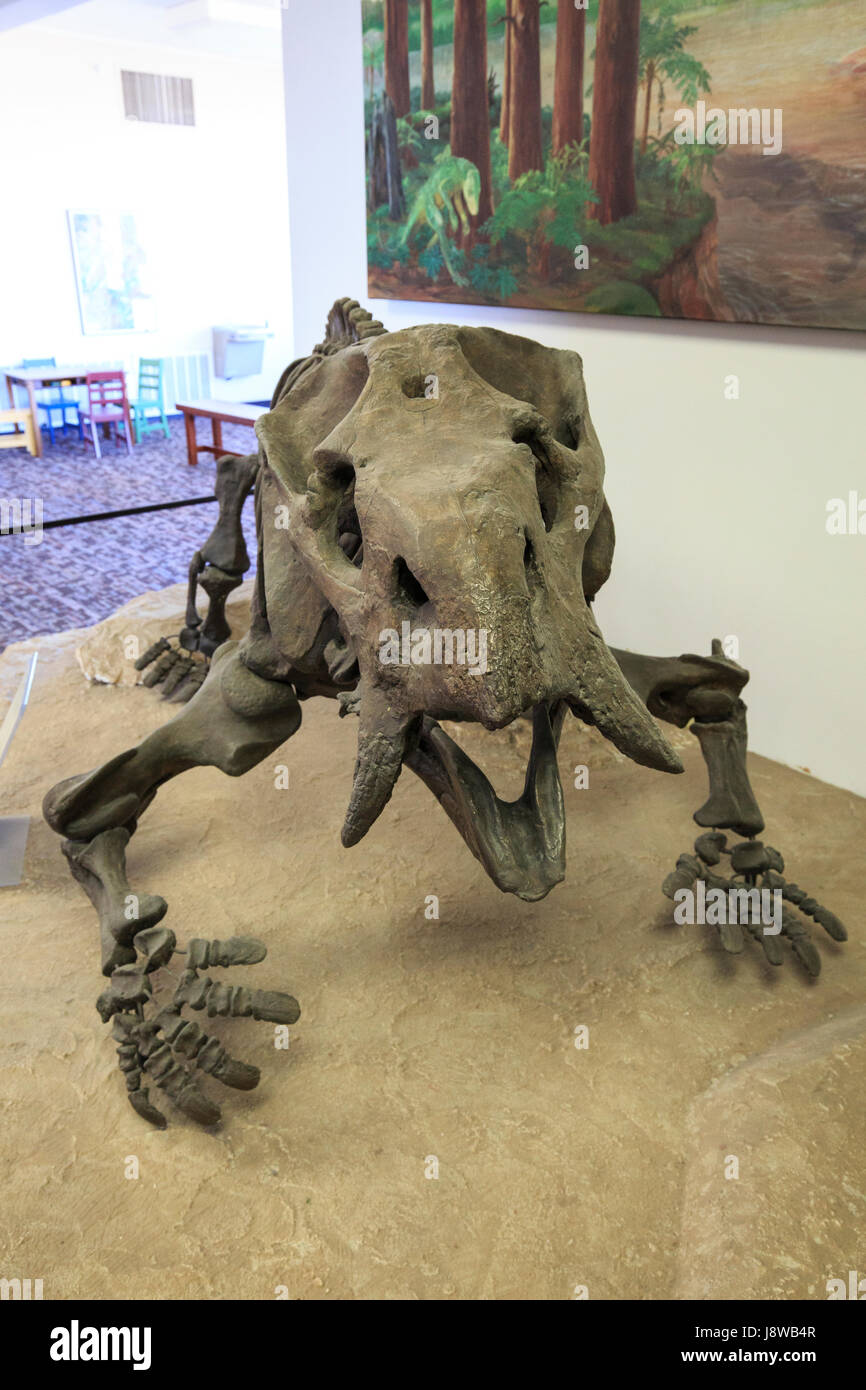 Skelettmodell von einem Placerias Hesternus auf dem Display an das Besucherzentrum im Petrified Forest National Park. Stockfoto